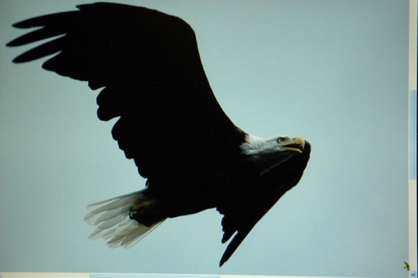 an eagle withwith my 70 to300 ona nikon d 70s...