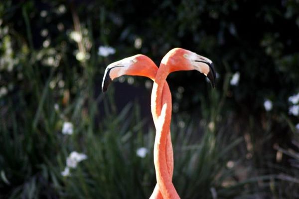 Flamingos necking...