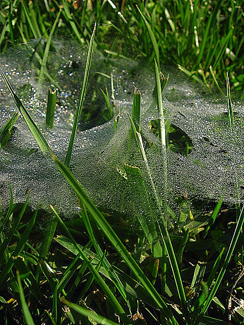 Sparkly Spider Web (not necessarily my entry)...
