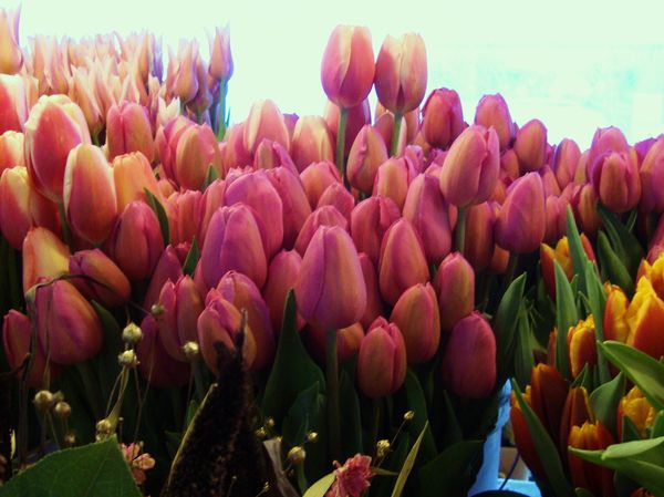 tulip time at pike place market...