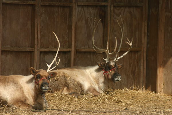 Thunder, would try and stab all the other reindeer...