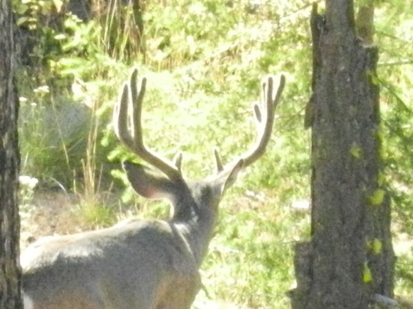 Mule deer from 150 yards...
