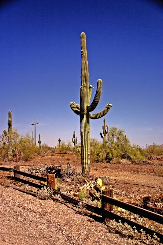 Arizona Cactus...
