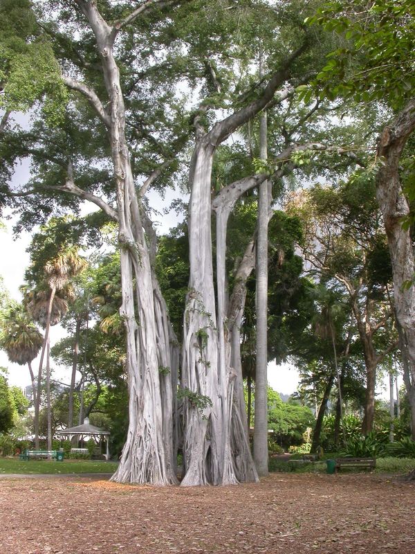 Banyan Tree...