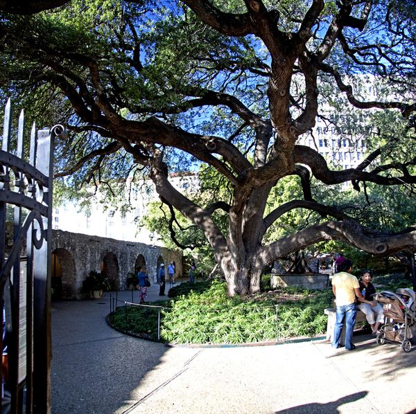 Oak Tree on the grounds of the Alamo...