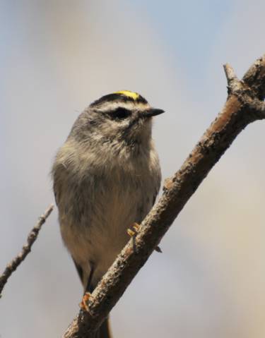gold crowned kinglet magee...