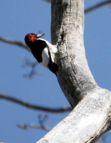 red head woodpecker oak openings...