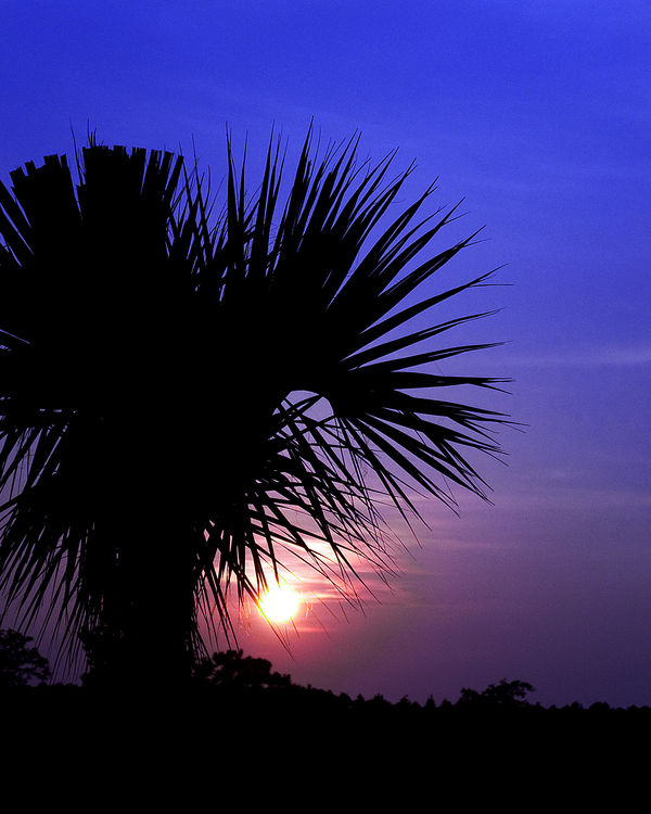 Palm Sunset...