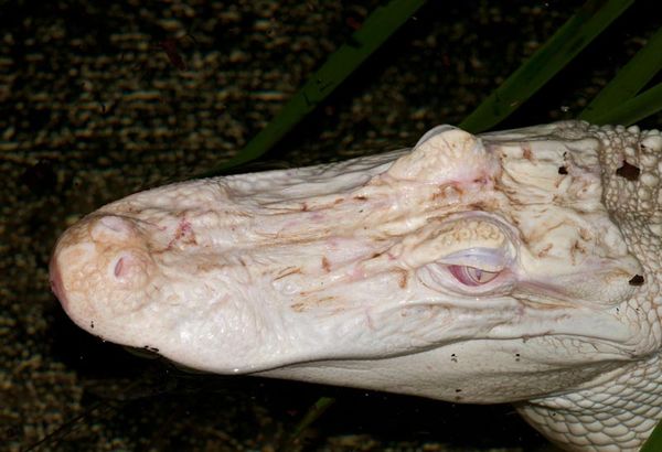 Albino American Alligator...