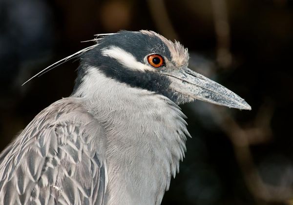 Close-up of a Black-Crowned Night Heron...