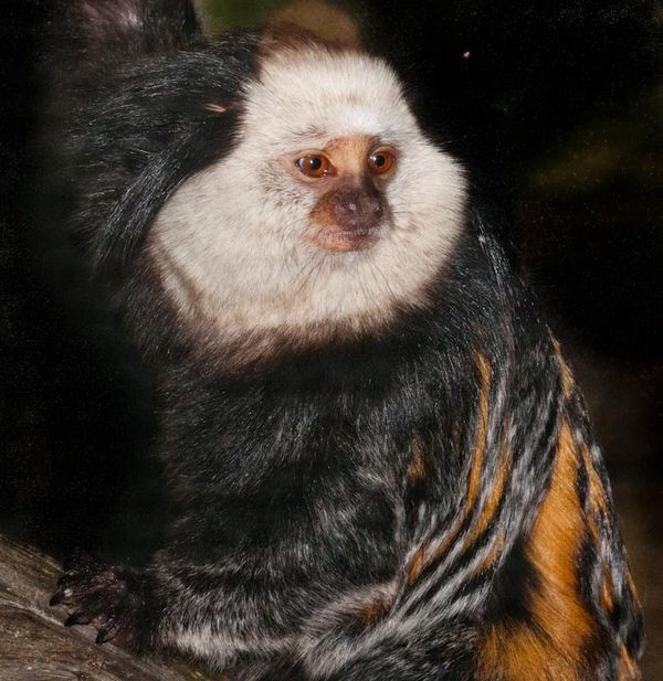 Geoffroy's Marmoset - What a cute face!...