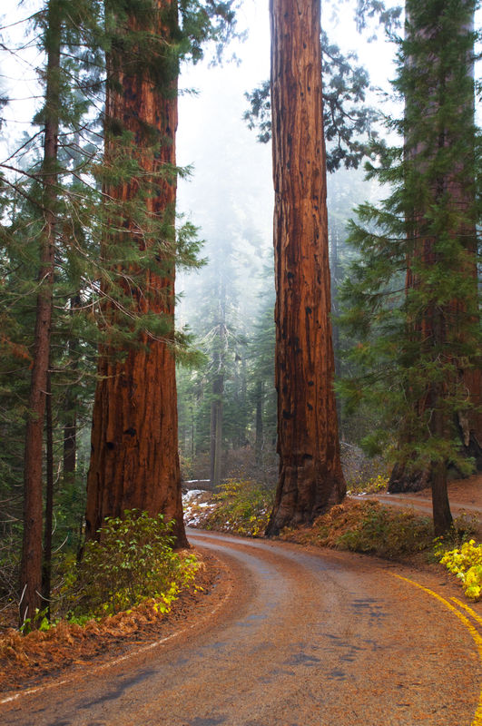sequoia forest, ca....