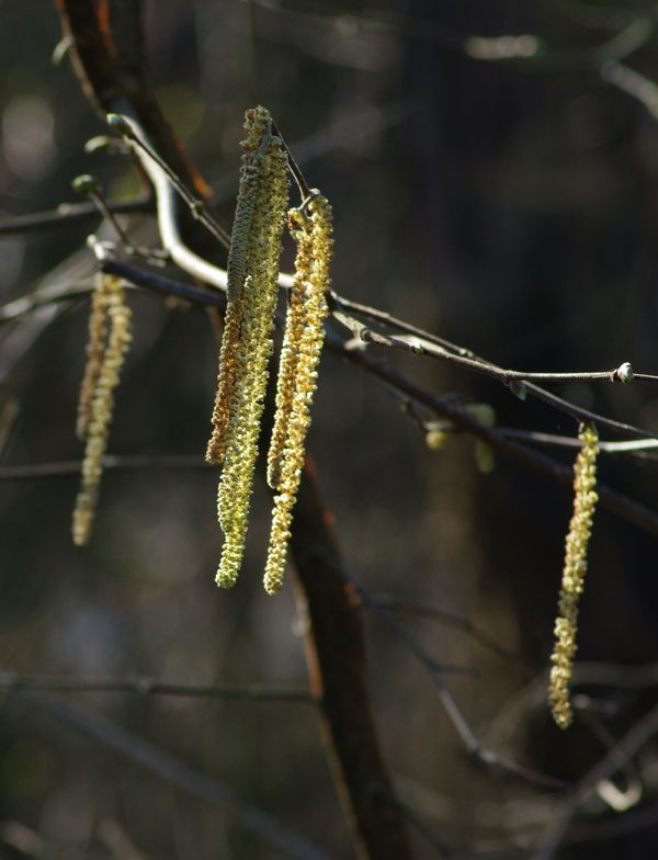 hazelnut catkins for more nuts!...