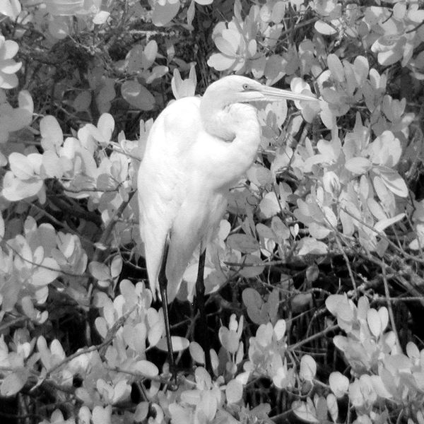 Great Egret in the mangroves...