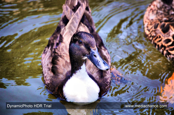 HDR Duck...