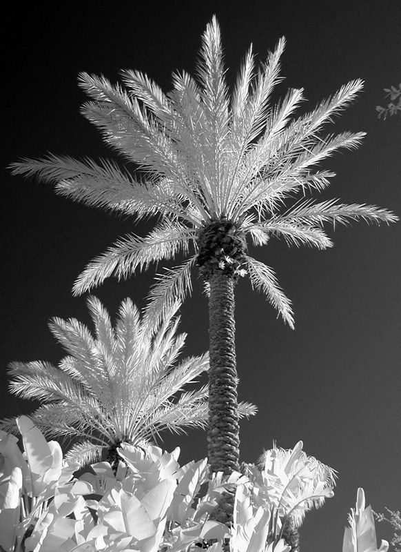 Palm trees in Florida, always look good....