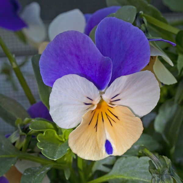 Color Viola...
