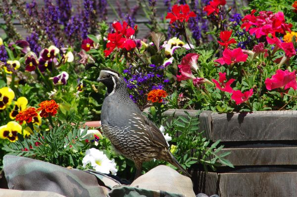 flowers and Quail...