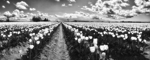 Skagit Tulip Fields...