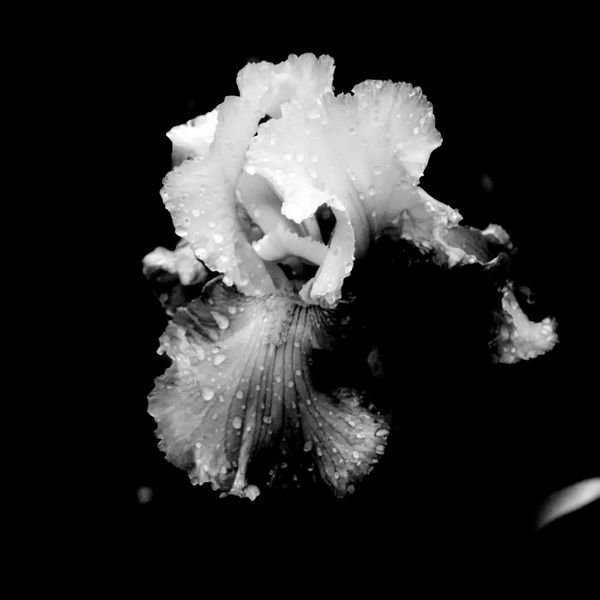Iris with Dew on the Petals...