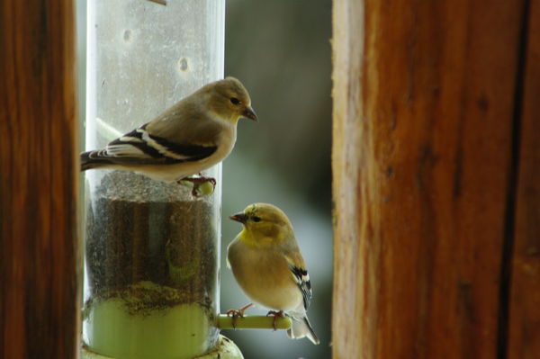 Wrong picture, but still goldfinches...