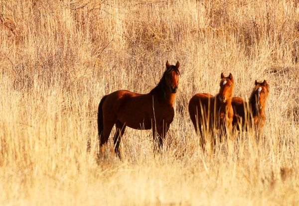 Mustang mare and foals....
