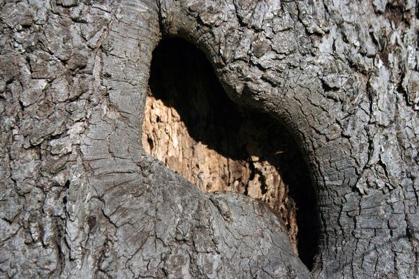 Tree bark...