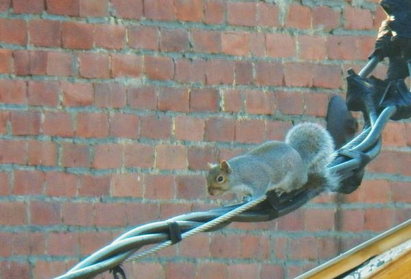 Squirrel @ 75 yds. away. w/ 840mm...