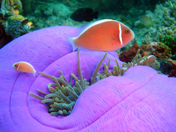 Pink anemonefish...