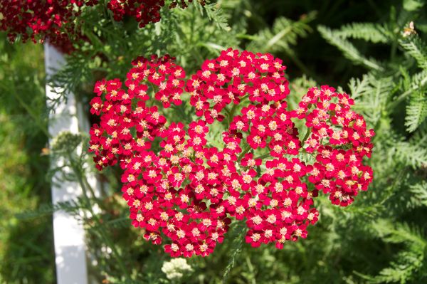 Y is for Yarrow...