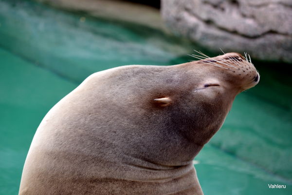 Male seal enjoying the sun at the Cincinnati Zoo...