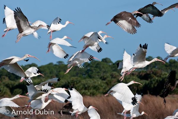 A flock of Ibises Taking Off...