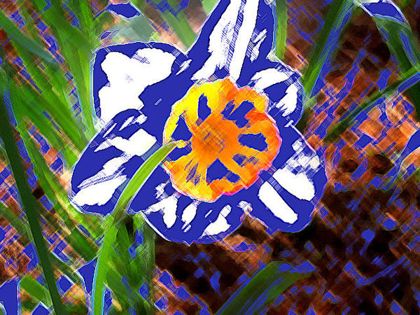 Daffodil in blue...