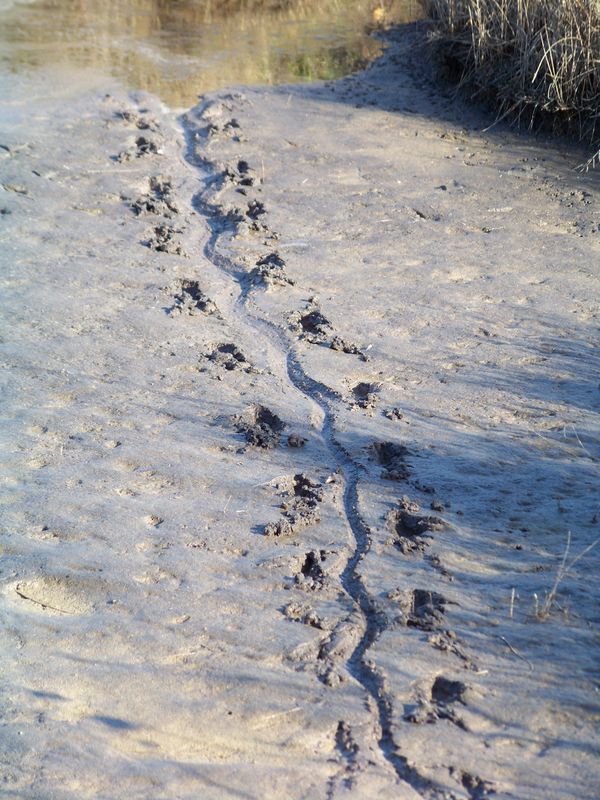Gator tracks...