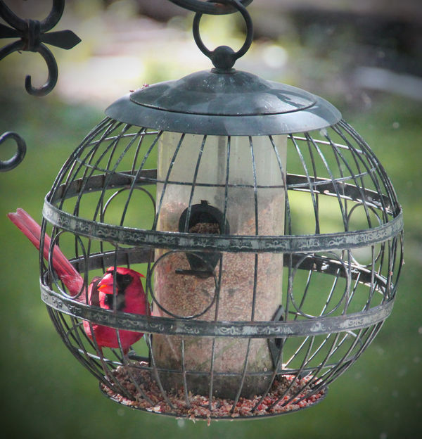 Cardinal in Backyard...