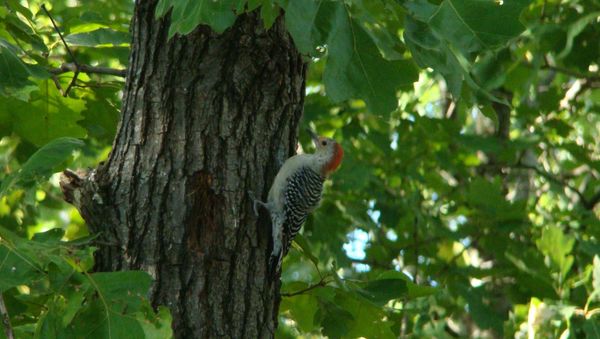 Friendly woodpecker...