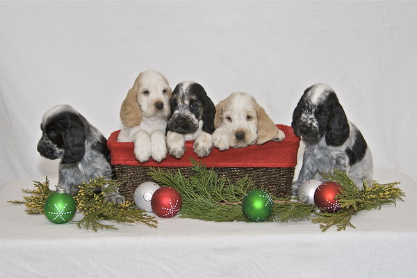Christmas puppies....
