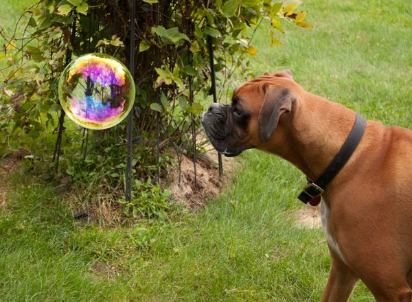 Curious Max and the bubble...