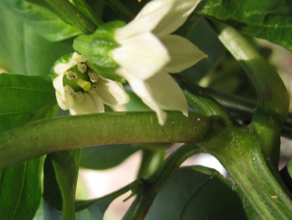 Green Bell Pepper Blossom in Dec?  - 1/125, F2.8, ...