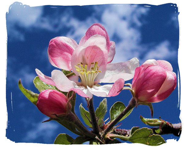 Apple blossom time...