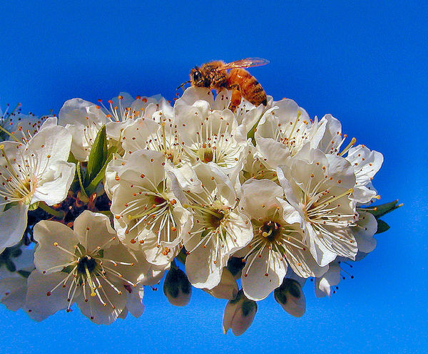 Honeybee on plum blossom...