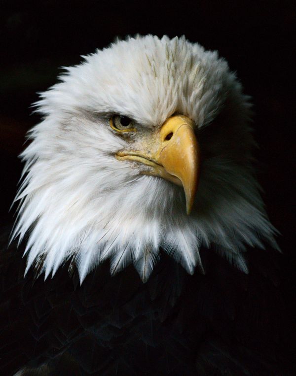 Eagle with an Attitude...