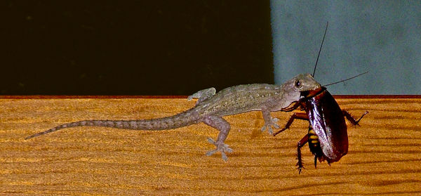 Gecko 1 Roach 0...