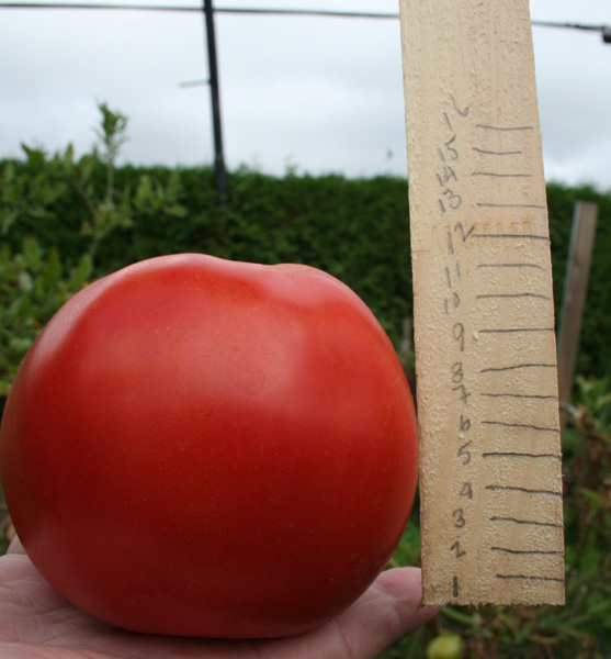 Huge tomato...