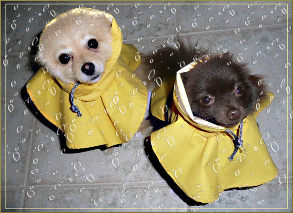 Uma and Louie in the Rain...