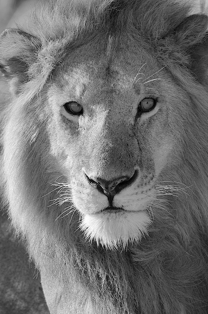 Lion...
