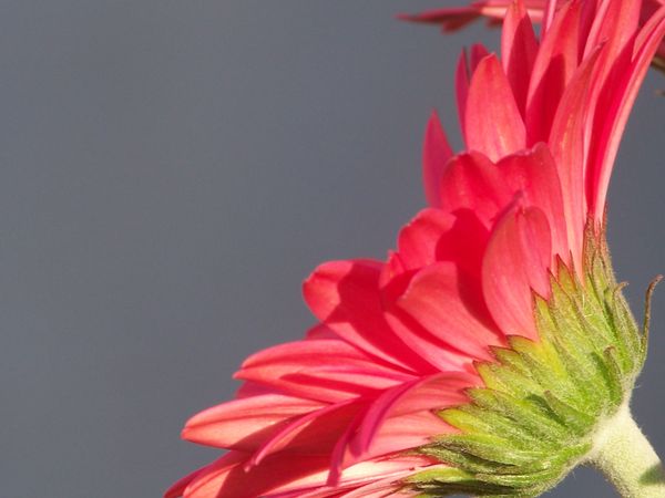 Side view of a red daisy...