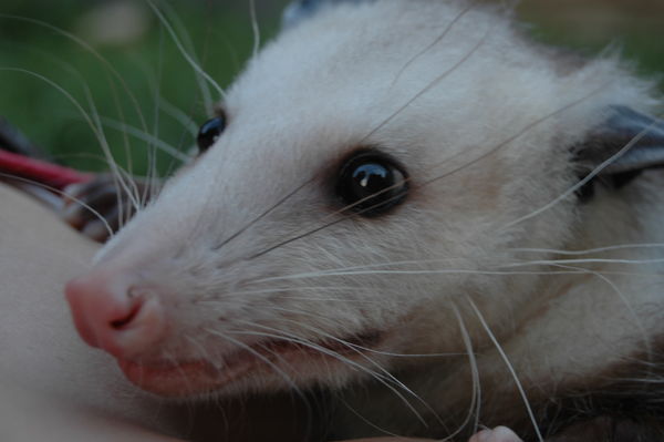 Also her opossum...