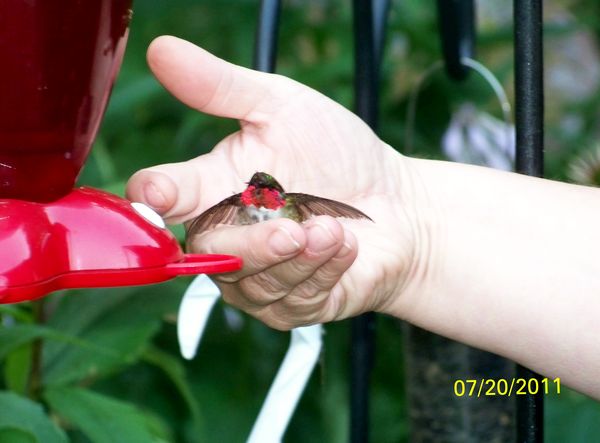 A humming bird landed in my hand...