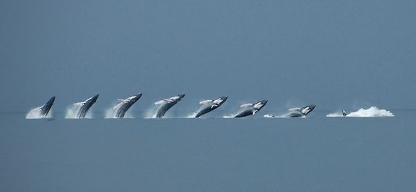 Action Sequence off the Coast of Panama...